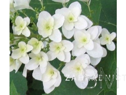 Hydrangea quercifolia  Hortenzie dubolistá