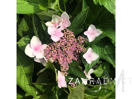 Hydrangea macr. 'Libelle'  Hortenzie velkokvětá 'Libelle'