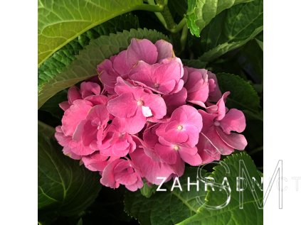 Hydrangea macr. 'Teller Red'  Hortenzie  'Teller Red'