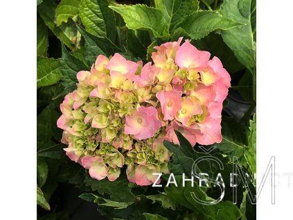Hydrangea macr. 'Hamburg'  Hortenzie velkokvětá 'Hamburg'