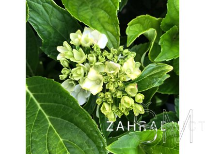 Hydrangea macr. 'Peppermint®'  Hortenzie velkokvětá 'Peppermint®'