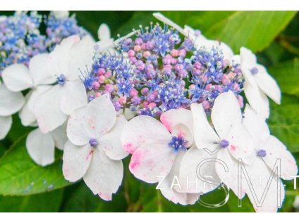 Hydrangea macr. 'White Wave'  Hortenzie  'White Wave'