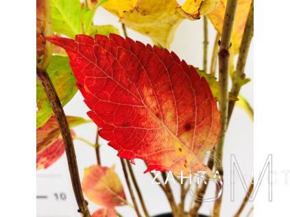 Hydrangea macr. 'Grünes Gewölbe'®  hortenzie  'Grünes Gewölbe'®