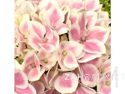 Hydrangea macr. 'Peppermint® Pink'  Hortenzie  'Peppermint® Pink'