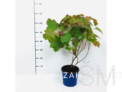 Hydrangea querc. 'Snow Giant'  Hortenzie dubolistá  'Snow Giant'