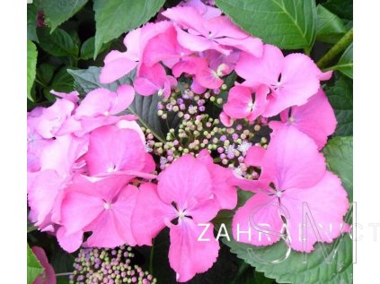Hydrangea macr. 'Teller' pink  Hortenzie  'Teller' pink