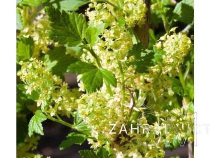 Ribes alpinum 'Schmidt'  Meruzalka alpská ´Schmidt´