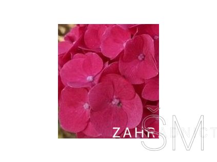 Hydrangea macr. 'Pia'  Hortenzie  'Pia'