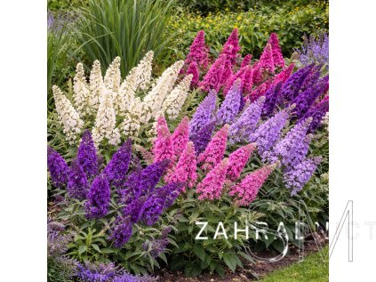 Buddleja davidii 'Buterfly Candy Mix'  komule Davidova Buterfly Candy Mix