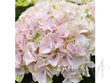 Hydrangea macr. 'R.® Elegant Rosa'  Hortenzie  'R.® Elegant Rosa'