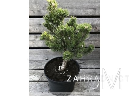 Pinus mugo 'Pyramidalis'  Borovice kleč 'Pyramidalis'
