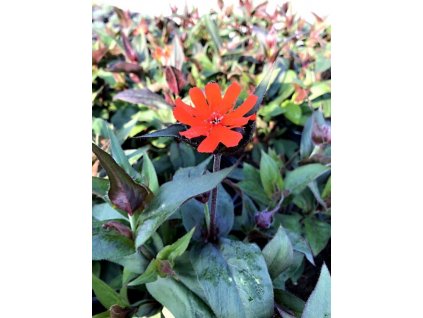 Lychnis chalcedonica 'Red'  Kohoutek velkokvětý  'Red'