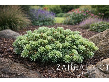 Abies koreana 'Blauer Eskimo'  jedle korejská 'Blauer Eskimo'