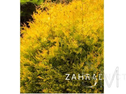 Thuja occ. 'Rheingold'  Zerav západní 'Rheingold'