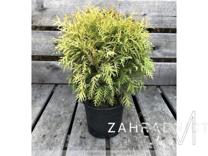 Thuja occ. 'Danica Aurea'  Zerav západní  'Danica Aurea'