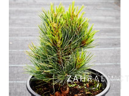 Pinus cembra 'Helmers'  Borovice limba