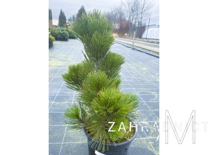 Pinus leucodermis 'Malinki'  Borovice bělokorá