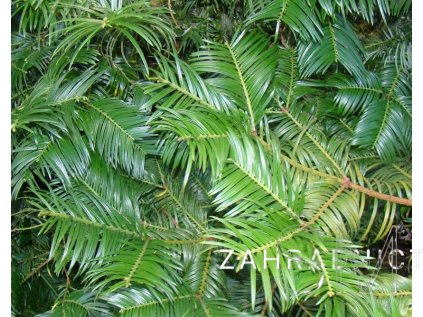 Cephalotaxus harringtonii  hlavotis peckovitý