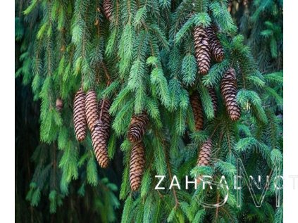 Picea abies  Smrk ztepilý