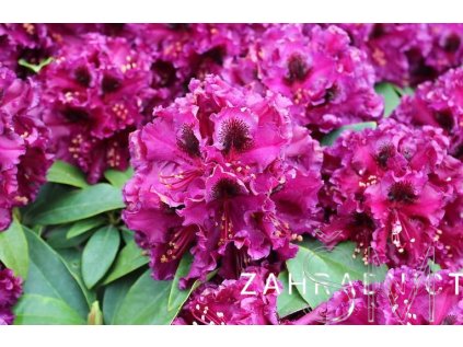 Rhododendron 'Dramatic Dark'  Pěnišník