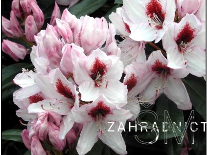 Rhododendron 'Graffito'  Pěnišník