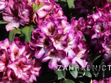 Rhododendron 'Hans Hachmann'  Pěnišník