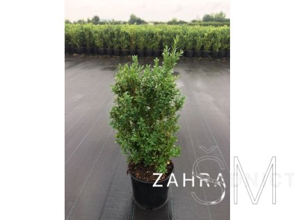 Buxus sempervirens  Zimostráz obecný