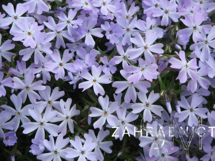 Phlox sub. 'Emmerald Cushion Blue'  Plamenka šídlovitá 'Emmerald Cushion Blue'