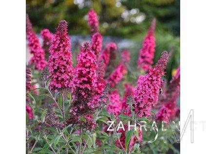 Buddleja dav. 'Prince Charming'  komule 'Prince Charming'