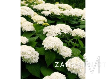 Hydrangea arborescens 'Annabelle'  hortenzie 'Annabelle'