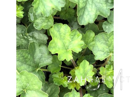 Heuchera sang. 'Ruby Bells'  Dlužicha krvavá 'Ruby Bells'