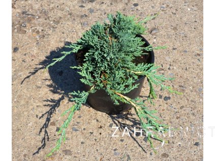Juniperus horizontalis 'Icee Blue®'  Jalovec 'Icee Blue®'