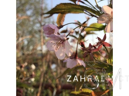 Prunus nipponica 'Ruby'  Slivoň japonská - Višeň nikóská  'Ruby'