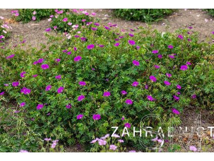 Geranium sang. 'Tiny Monster®'  Kakost  krvavý 'Tiny Monster®'