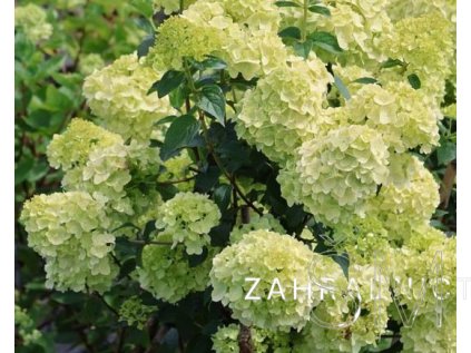 Hydrangea paniculata 'Petite Cherry'  Hortenzie latnatá
