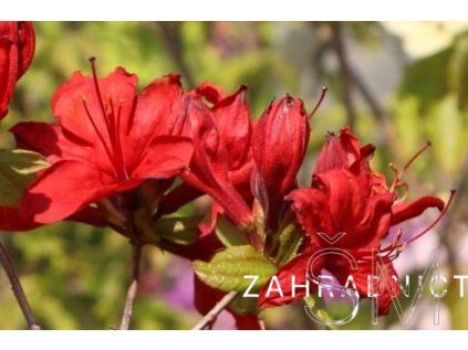 Azalea (KH) 'Nabucco'  azalka
