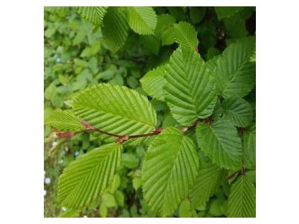 Carpinus betulus - balení po 100 ks  Habr obecný - balení po 100 ks