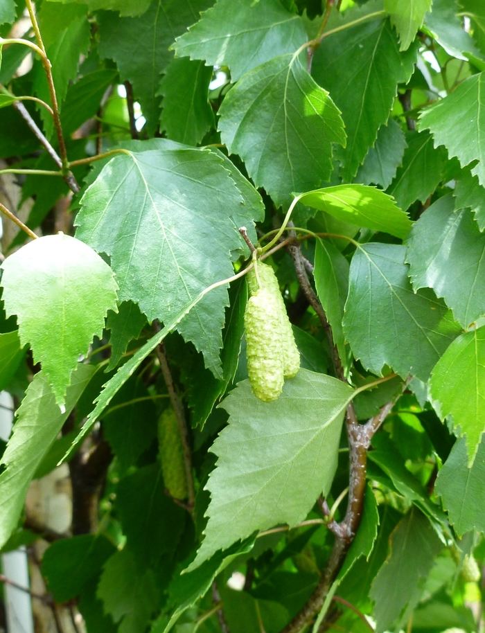 37965_betula-verrucosa.jpg?68a5b8f1