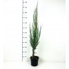 Juniperus scopulorum 'Skyrocket'  Jalovec 'Skyrocket'