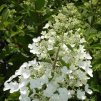 Hydrangea pan. 'Unique'  Hortenzie  'Unique'