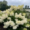 Hydrangea pan. 'Grandiflora'  Hortenzie  'Grandiflora'