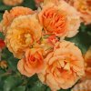 Rosa KORDES 'Bentheimer Glod'®zářivě oranžová  Růže polyantha 'Bentheimer Glod