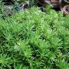 neelu nangia succulent plant sedum reflexum buy sedum reflexum succulent plant online 38659847717079