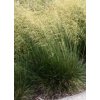 Deschampsia cespitosa 'Schottland'  Metlice trsnatá 'Schottland'