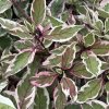 Cornus alba 'Ivory Halo®'  Svída bílá  'Ivory Halo®'