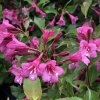 Weigela florida 'Rumba'  Vajgelie květnatá 'Rumba'