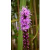 Liatris spic. 'Floristan® Violet'  Šuškarda klasnatá 'Floristan® Violet'