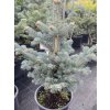 Abies lasiocarpa 'Compacta'  Jedle plstnatoplodá zakrslá 'Compacta'