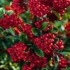 Pyracantha coccinea 'Kasan'  Hlohyně  'Kasan'