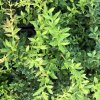 Berberis verruculosa  Dřišťál bradavičnatý